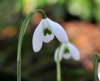 Galanthus Ophelia